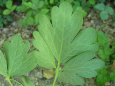 Verso de la feuille. Agrandir dans une nouvelle fenêtre (ou onglet)