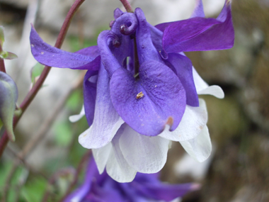 Fleur d'habitude bleue ou plus rarement blanche voire rose. Agrandir dans une nouvelle fenêtre (ou onglet)