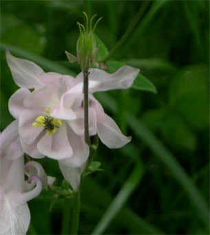 Fleur d'habitude bleue ou plus rarement blanche voire rose. Agrandir dans une nouvelle fenêtre (ou onglet)