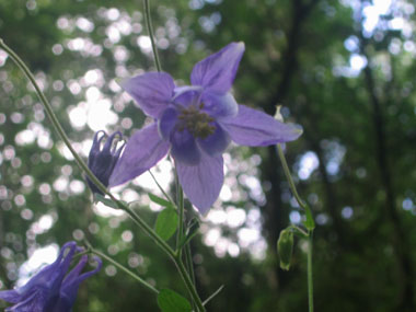 Fleur d'habitude bleue ou plus rarement blanche voire rose. Agrandir dans une nouvelle fenêtre (ou onglet)