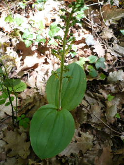 Plante vivace d'une cinquantaine de centimètres de haut. Agrandir dans une nouvelle fenêtre (ou onglet)