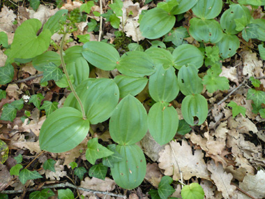 Plante vivace d'une cinquantaine de centimètres de haut. Agrandir dans une nouvelle fenêtre (ou onglet)