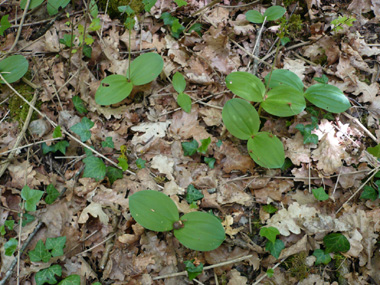 Plante vivace d'une cinquantaine de centimètres de haut. Agrandir dans une nouvelle fenêtre (ou onglet)