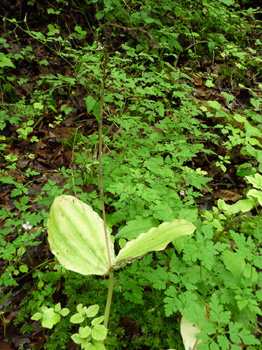 Plante vivace d'une cinquantaine de centimètres de haut. Agrandir dans une nouvelle fenêtre (ou onglet)