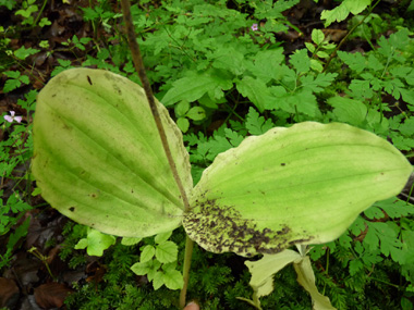 2 feuilles ovales et embrassantes de grandes dimensions. Agrandir dans une nouvelle fenêtre (ou onglet)