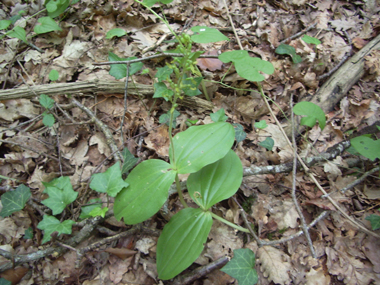 Plante vivace d'une cinquantaine de centimètres de haut. Agrandir dans une nouvelle fenêtre (ou onglet)