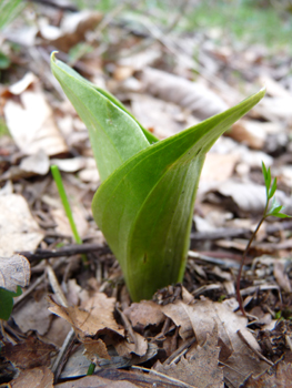 Plante vivace d'une cinquantaine de centimètres de haut. Agrandir dans une nouvelle fenêtre (ou onglet)