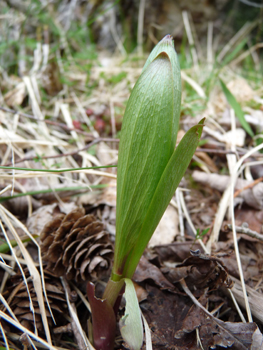 Plante vivace d'une cinquantaine de centimètres de haut. Agrandir dans une nouvelle fenêtre (ou onglet)