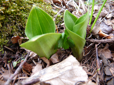 Plante vivace d'une cinquantaine de centimètres de haut. Agrandir dans une nouvelle fenêtre (ou onglet)