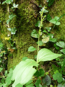 Plante vivace d'une cinquantaine de centimètres de haut. Agrandir dans une nouvelle fenêtre (ou onglet)