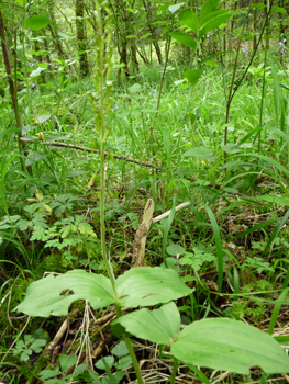 Plante vivace d'une cinquantaine de centimètres de haut. Agrandir dans une nouvelle fenêtre (ou onglet)