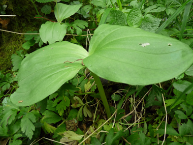 2 feuilles ovales et embrassantes de grandes dimensions. Agrandir dans une nouvelle fenêtre (ou onglet)