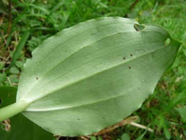 Verso des feuilles. Agrandir dans une nouvelle fenêtre (ou onglet)