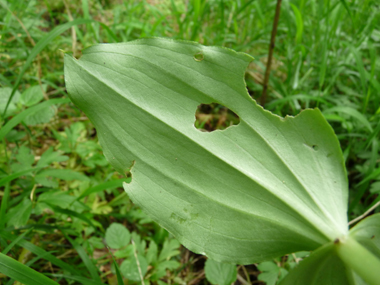 Verso des feuilles. Agrandir dans une nouvelle fenêtre (ou onglet)