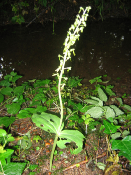 Nombreuses fleurs vert jaunâtre présentes au sommet de la tige. Agrandir dans une nouvelle fenêtre (ou onglet)