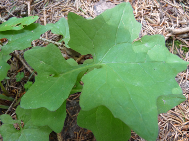 Feuille très découpée et au pétiole embrassant. Agrandir dans une nouvelle fenêtre (ou onglet)