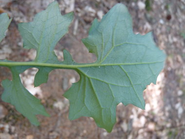 Verso de la feuille. Agrandir dans une nouvelle fenêtre (ou onglet)