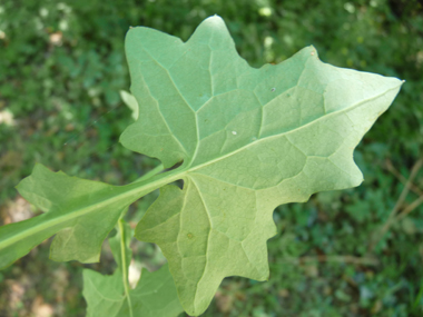 Verso de la feuille. Agrandir dans une nouvelle fenêtre (ou onglet)