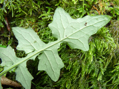 Verso de la feuille. Agrandir dans une nouvelle fenêtre (ou onglet)