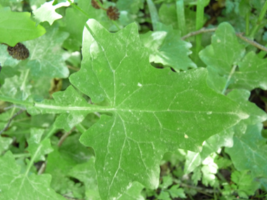 Feuille très découpée et au pétiole embrassant. Agrandir dans une nouvelle fenêtre (ou onglet)