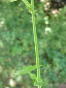 Tige lisse, dressée et ramifiée. Agrandir dans une nouvelle fenêtre (ou onglet)