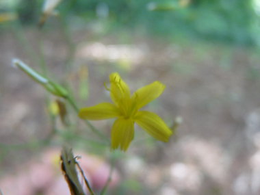 Petites fleurs jaunes. Agrandir dans une nouvelle fenêtre ou onglet)