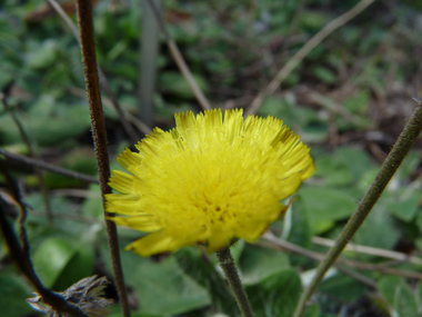 Unique fleur jaune dotée de languettes. Agrandir dans une nouvelle fenêtre (ou onglet)