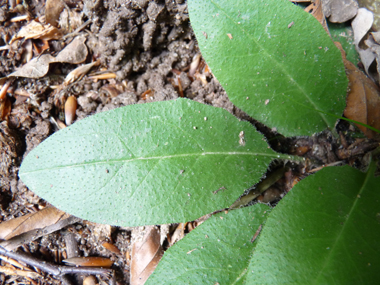 Feuilles entières ovales fortement poilues sur les 2 faces et disposées en rosette basilaire. Agrandir dans une nouvelle fenêtre (ou onglet)