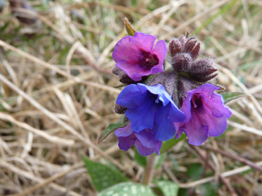 Fleurs bleues ou violettes. Agrandir dans une nouvelle fenêtre (ou onglet)