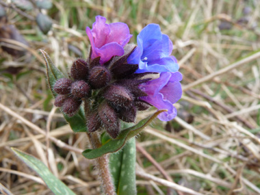 Fleurs bleues ou violettes. Agrandir dans une nouvelle fenêtre (ou onglet)