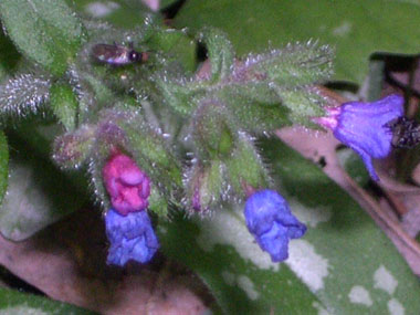 Fleurs bleues ou violettes. Agrandir dans une nouvelle fenêtre (ou onglet)