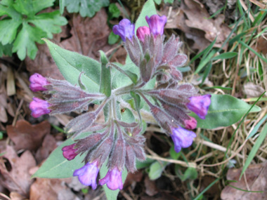 Fleurs bleues ou violettes. Agrandir dans une nouvelle fenêtre (ou onglet)