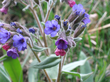 Fleurs bleues ou violettes. Agrandir dans une nouvelle fenêtre (ou onglet)