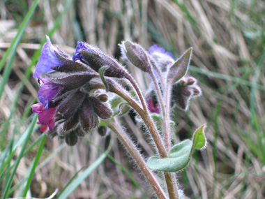 Fleurs bleues ou violettes. Agrandir dans une nouvelle fenêtre (ou onglet)