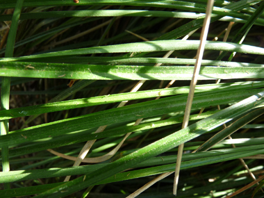 Grandes feuilles coupantes, larges d'environ 5 mm et de couleur vert sombre. Agrandir dans une nouvelle fenêtre (ou onglet)