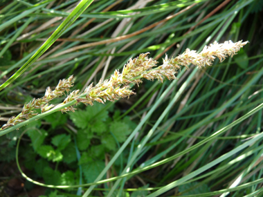 Épis regroupés en panicules denses et allongées (de 5 à 20 cm). On notera que les épis mâles sont positionnés en haut et que la fleur comporte 2 stigmates. Agrandir dans une nouvelle fenêtre (ou onglet)