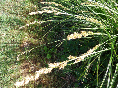 Épis regroupés en panicules denses et allongées (de 5 à 20 cm). On notera que les épis mâles sont positionnés en haut et que la fleur comporte 2 stigmates. Agrandir dans une nouvelle fenêtre (ou onglet)