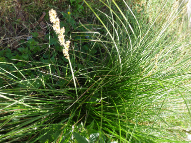 Épis regroupés en panicules denses et allongées (de 5 à 20 cm). On notera que les épis mâles sont positionnés en haut et que la fleur comporte 2 stigmates. Agrandir dans une nouvelle fenêtre (ou onglet)