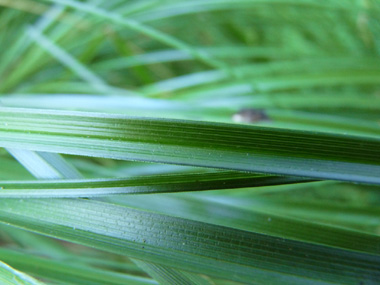 Grandes feuilles coupantes, larges d'environ 5 mm et de couleur vert sombre. Agrandir dans une nouvelle fenêtre (ou onglet)