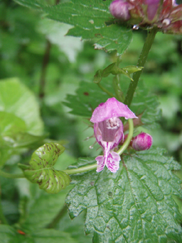 Fleurs pourpres voire roses de grande taille (jusque 3 cm). Agrandir dans une nouvelle fenêtre (ou onglet)