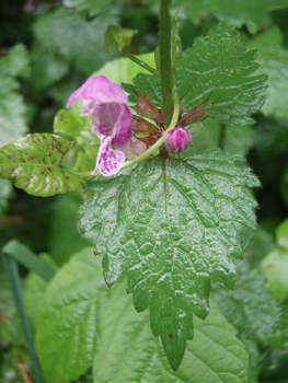 Fleurs pourpres voire roses de grande taille (jusque 3 cm). Agrandir dans une nouvelle fenêtre (ou onglet)