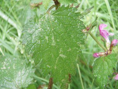 Feuilles fréquemment tachetées de blanc. Agrandir dans une nouvelle fenêtre (ou onglet)