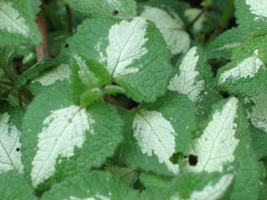 Feuilles fréquemment tachetées de blanc. Agrandir dans une nouvelle fenêtre (ou onglet)