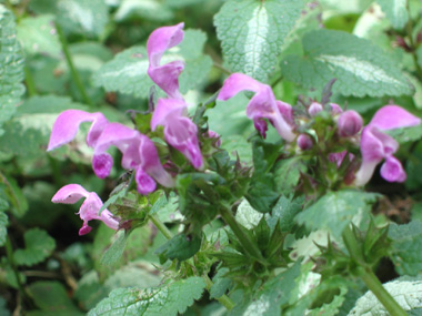 Fleurs pourpres voire roses de grande taille (jusque 3 cm). Agrandir dans une nouvelle fenêtre (ou onglet)