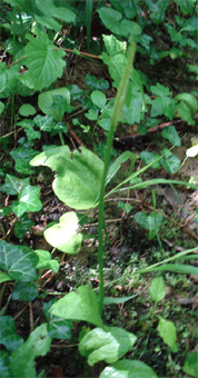 Long segment fertile et segment fertile en forme de feuille. Agrandir dans une nouvelle fenêtre (ou onglet)