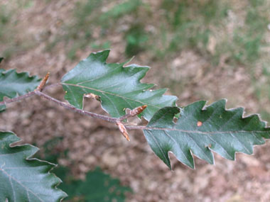 Feuilles. Agrandir dans une nouvelle fenêtre (ou onglet)