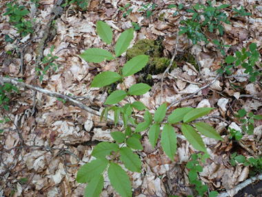 Grandes feuilles imparipennées. Agrandir dans une nouvelle fenêtre (ou onglet)