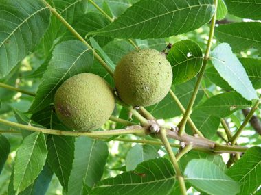 Fruit : noix de forme ronde enveloppée dans une coque ; cette noix a un goût amer. Agrandir dans une nouvelle fenêtre (ou onglet)