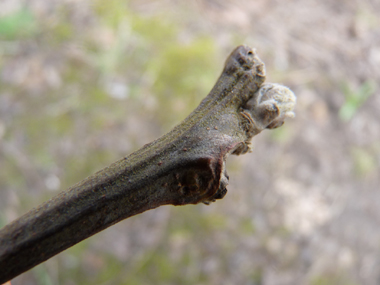 Bourgeons obtus, velus et de couleur grisâtre. Agrandir dans une nouvelle fenêtre (ou onglet)