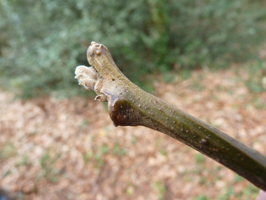 Bourgeons obtus, velus et de couleur grisâtre. Agrandir dans une nouvelle fenêtre (ou onglet)